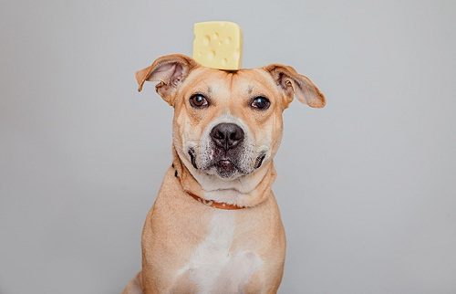 Top 20 Healthiest Food For Your Dog 19 Top 20 Healthiest Food For Your Dog dod can eat Cheese | Dogs