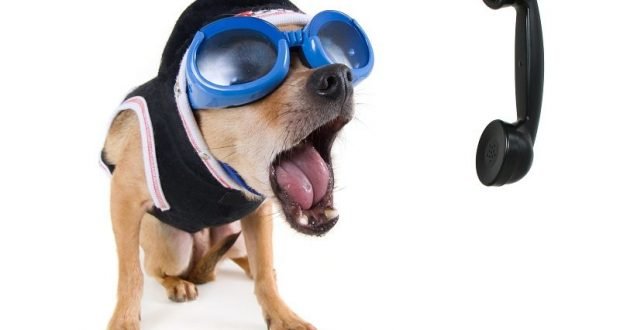 How To Stop Your Dog From Barking For Attention How To Stop Your Dog From Barking For Attention