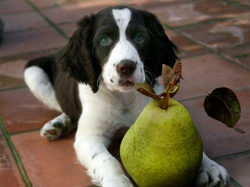 Top 20 Healthiest Food For Your Dog 12 Top 20 Healthiest Food For Your Dog dog can eat Pears | Dogs