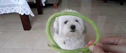 Top 20 Healthiest Food For Your Dog 8 Top 20 Healthiest Food For Your Dog dog eat Green Beans | Dogs