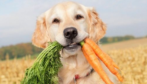 Top 20 Healthiest Food For Your Dog 3 Top 20 Healthiest Food For Your Dog dog eat carrots | Dogs