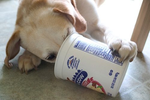 Top 20 Healthiest Food For Your Dog 20 Top 20 Healthiest Food For Your Dog dog eat yogurt 05 | Dogs