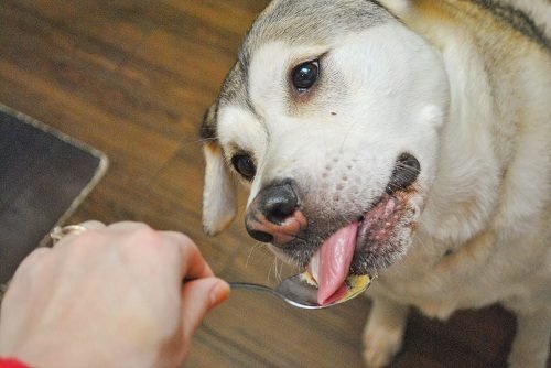 Top Healthiest Dog Foods Top Healthiest Dog Foods
