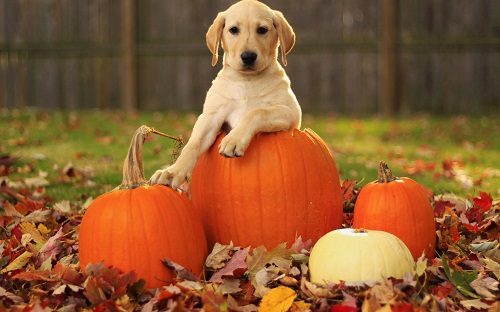 Top 20 Healthiest Food For Your Dog 10 Top 20 Healthiest Food For Your Dog dog love eat Pumpkin | Dogs