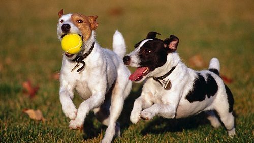 How To Handle Dog Barking Challenge With Using These Tips 4 How To Handle Dog Barking Challenge With Using These Tips dog playing with ball | Behaviour & Training