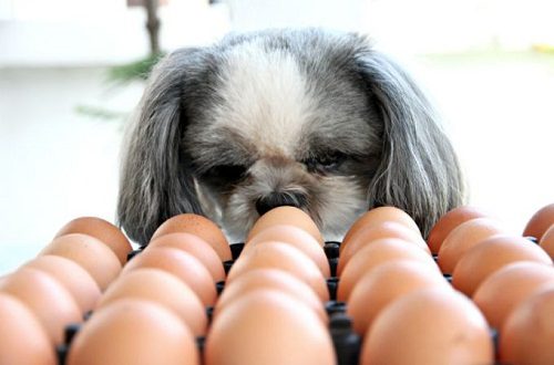 Top 20 Healthiest Food For Your Dog 16 Top 20 Healthiest Food For Your Dog eggs for dog 08 | Dogs