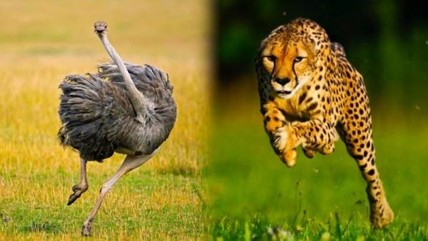 fastest animal in the world 05 fastest animal in the world 05 |