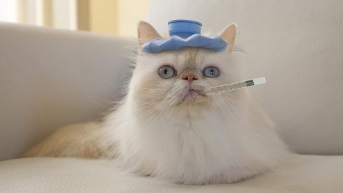 12 Signs May Mean a Serious Health Problem In Cats 4 12 Signs May Mean a Serious Health Problem In Cats fever cat 012 | Cats