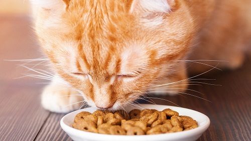 12 Signs May Mean a Serious Health Problem In Cats 1 12 Signs May Mean a Serious Health Problem In Cats loss of appetite in cat | Cats