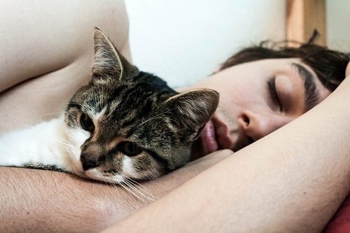 7 Examples Of Unwanted Cat Behavior And How To Solve Them night time activity 01 | Behaviour & Training