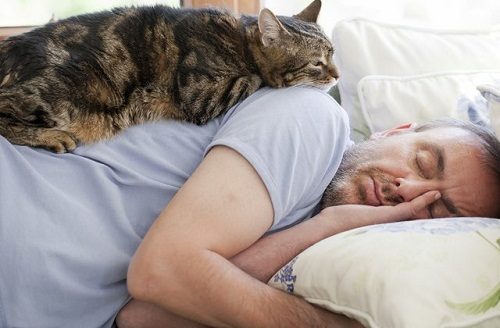 7 Examples Of Unwanted Cat Behavior And How To Solve Them night time activity 05 | Behaviour & Training
