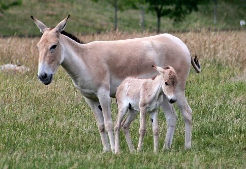 Top 15 Fastest Animals In The World onager 021 | Behaviour & Training