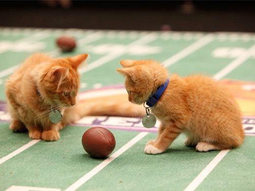 Get All The Answers To Your Questions About Orange Cats 5 Get All The Answers To Your Questions About Orange Cats orange cat 096 | Cats