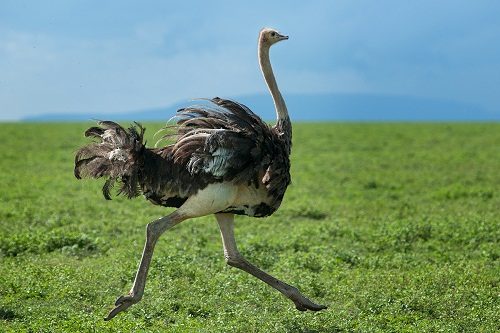 Top 15 Fastest Animals In The World ostrich 87 | Behaviour & Training