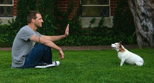 The 10 Tips You Should Do To Protect Your Dog Paws From Hot Pavement 3 The 10 Tips You Should Do To Protect Your Dog Paws From Hot Pavement stay with your dog on the grass to protect paws | Behaviour & Training