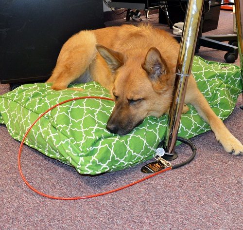 How Things Will Change - 12 Steps To Avoid Dog Bites 10 How Things Will Change - 12 Steps To Avoid Dog Bites tie down your dog 021 | Behaviour & Training