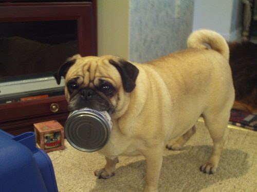 Top 20 Healthiest Food For Your Dog 18 Top 20 Healthiest Food For Your Dog tuna for dog 01 | Dogs