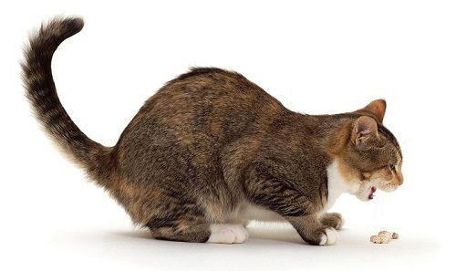 12 Signs May Mean a Serious Health Problem In Cats 7 12 Signs May Mean a Serious Health Problem In Cats vomiting cat | Cats