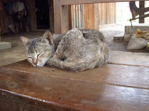 12 Signs May Mean a Serious Health Problem In Cats 12 12 Signs May Mean a Serious Health Problem In Cats weight loss in cat 01 | Cats