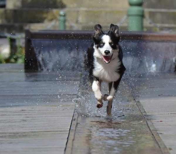 12 Facts About Border Collies Border collie 101 | Dogs