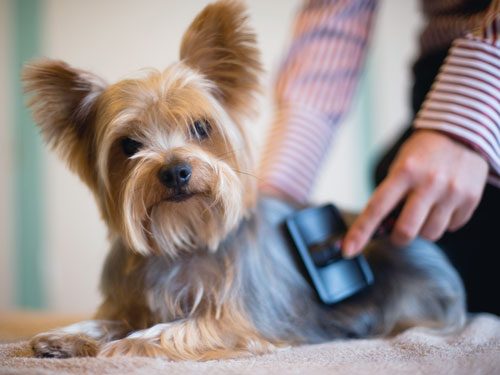 Apply These 7 Secret Techniques To Control Pet Hair In Your Home Brush your dog fur | Behaviour & Training