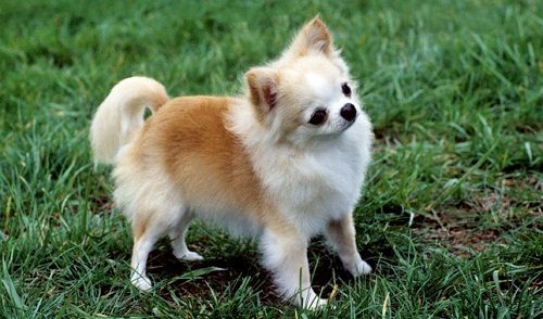 Attention: Hyper Dog Breeds Chihuahua 74 | Dogs