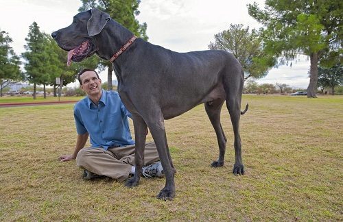 Top 12 Biggest Dog Breeds In The World Great Dane 058 | Dogs