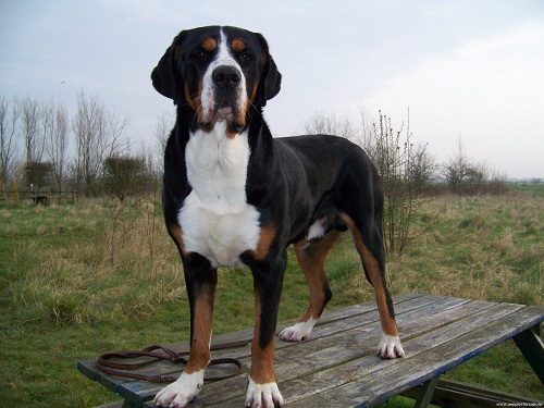 Top 10 Mountain dogs - Yes, You Can Stop Thinking About It Greater Swiss mountain dog 205 | Dogs