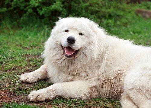 Top 10 Mountain dogs - Yes, You Can Stop Thinking About It Maremma sheepdog 85 | Dogs