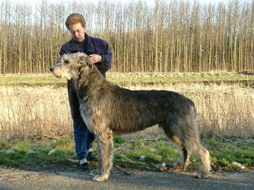 Top 12 Biggest Dog Breeds In The World Scottish Deerhound 05 | Dogs