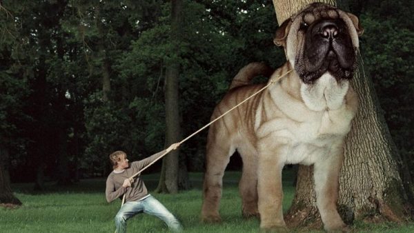 biggest dog breed biggest dog breed |