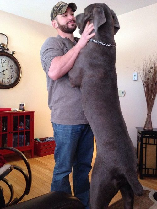 15 Things You Should Know About Your Dog 12 15 Things You Should Know About Your Dog cane corso 02 | Behaviour & Training