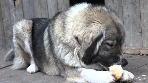 Top 12 Biggest Dog Breeds In The World caucasian shepherd dog.02 | Dogs