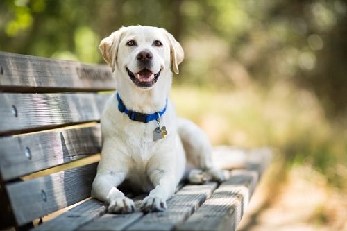 Do You Need To Know About Labrador Retriever Dog? Read This! 2 Do You Need To Know About Labrador Retriever Dog? Read This! labrador retriever dog | Dogs