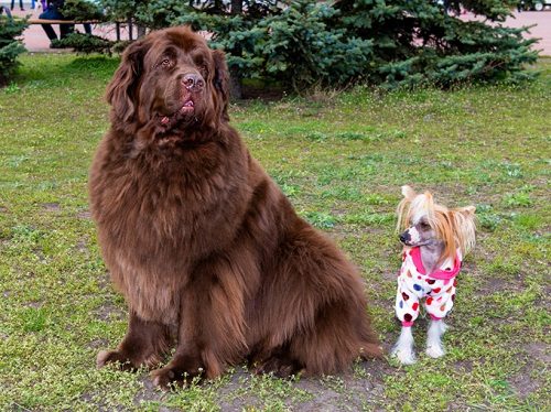 Top 10 Mountain dogs - Yes, You Can Stop Thinking About It tibetan mastiff 010 | Dogs