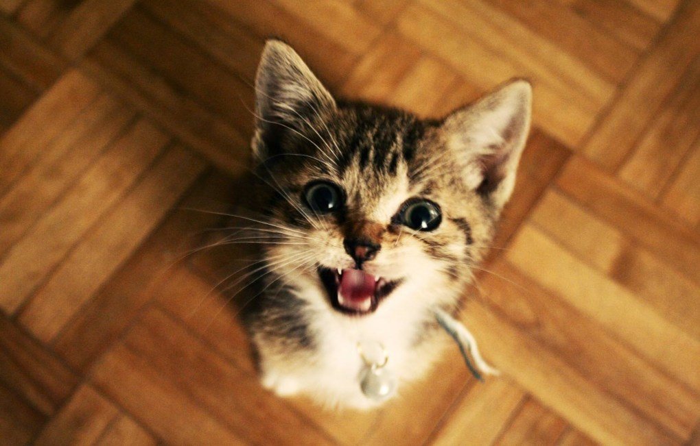 7 Cat Methods For Waking Up Their Owners