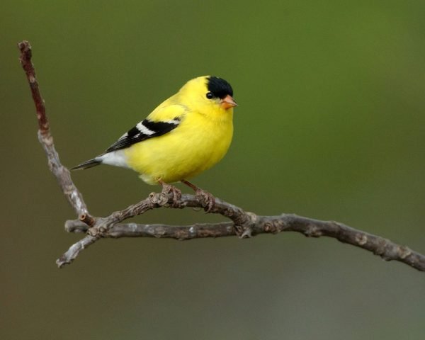 American Goldfinch2 American Goldfinch2 |