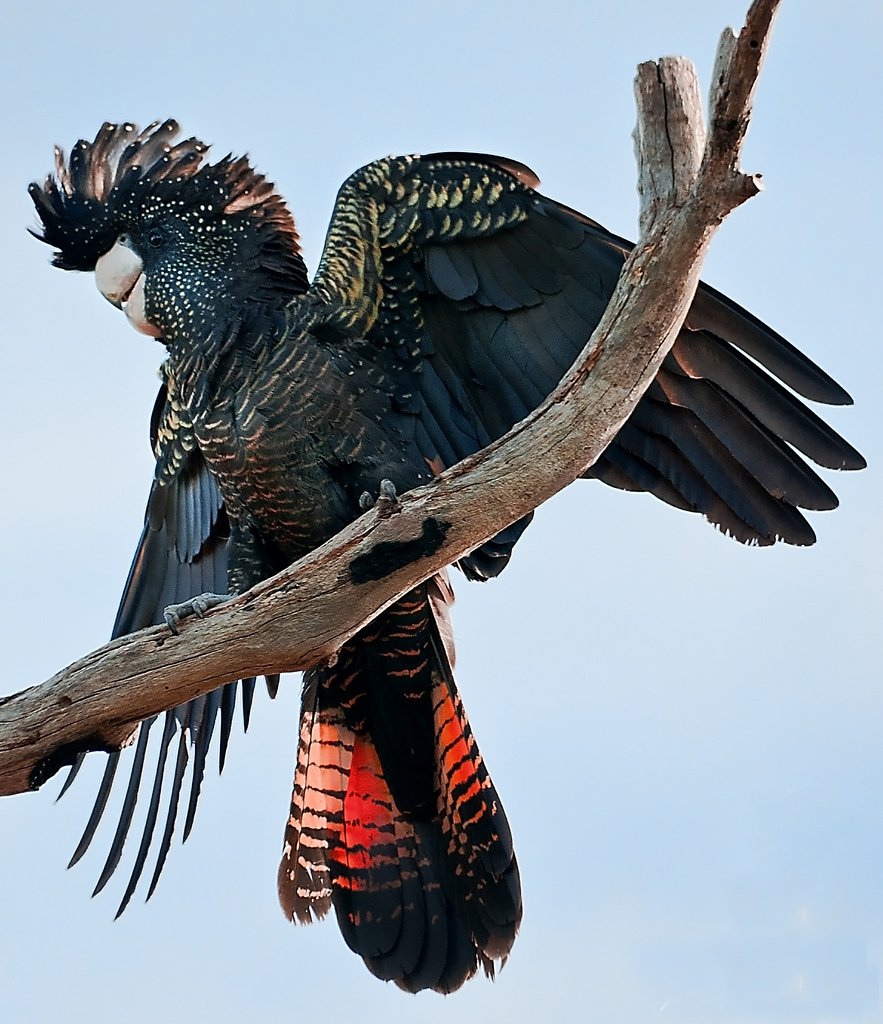 Black Palm Cockatoo Wallpapers Images Gallery - Disk Trend Magazine