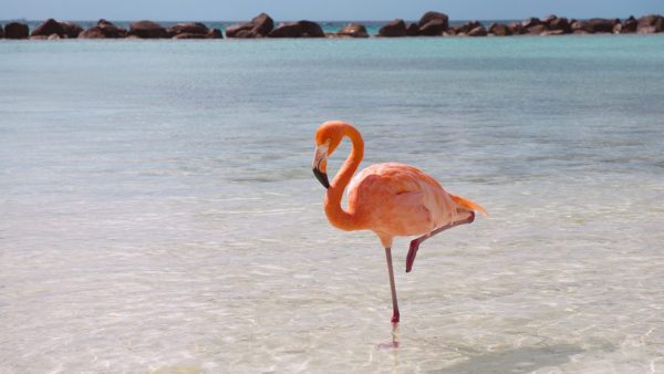 Top 13 Pretty Birds In The World Flamingo1 | Birds