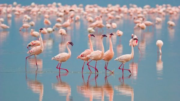 Top 13 Pretty Birds In The World Flamingo2 | Birds