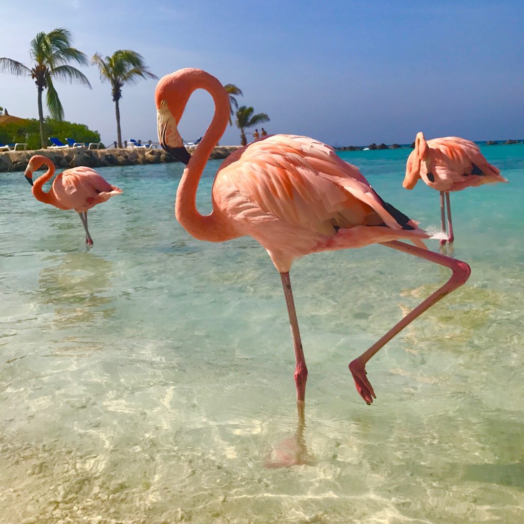 Top 10 Expensive Birds With an intriguing Amalgam of Colors Flamingo3 | Birds