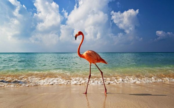 Top 13 Pretty Birds In The World Flamingo4 | Birds