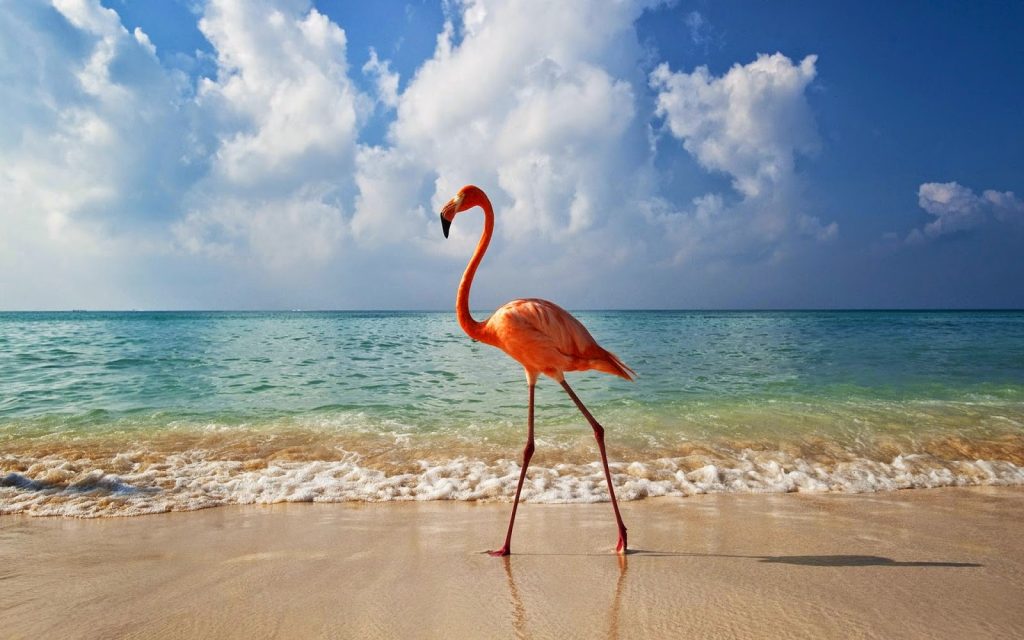 Top 10 Expensive Birds With an intriguing Amalgam of Colors Flamingo4 | Birds
