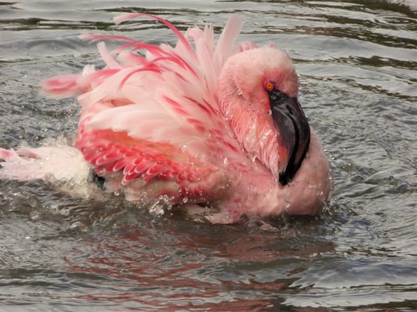 Top 13 Pretty Birds In The World Flamingo5 | Birds