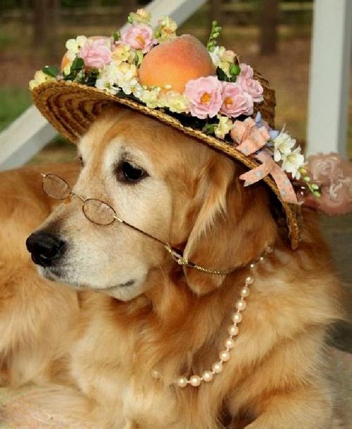 10 Important Facts about Golden Retriever Golden Retriever 1010 | Dogs