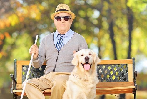 10 Important Facts about Golden Retriever Golden Retriever 444 | Dogs