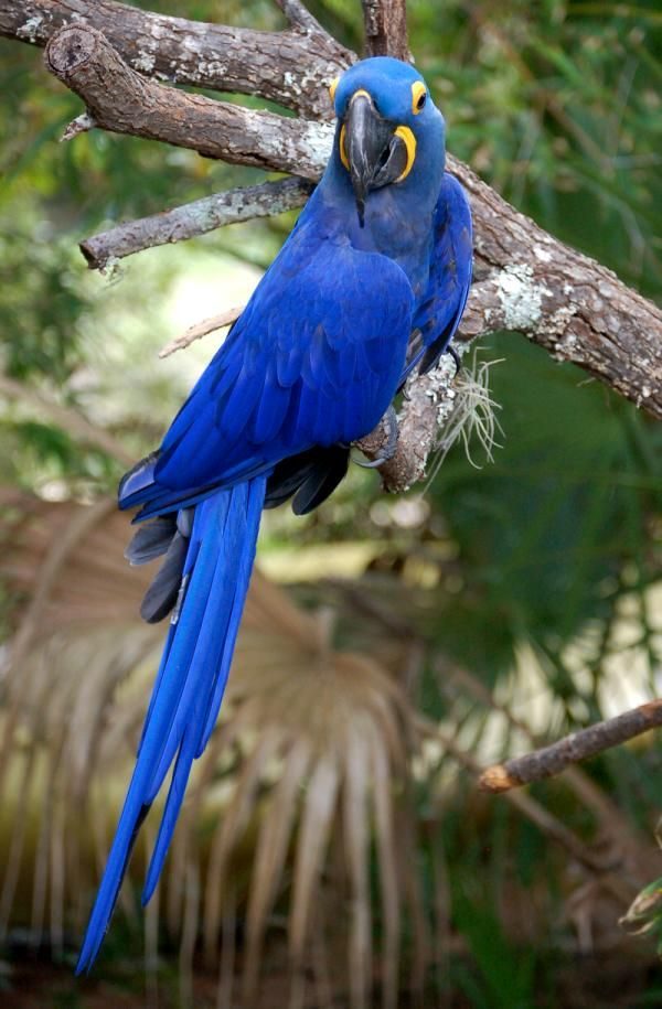 Hyacinth Macaw3 Hyacinth Macaw3 |