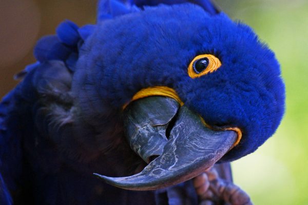 Top 13 Pretty Birds In The World Hyacinth Macaw5 | Birds