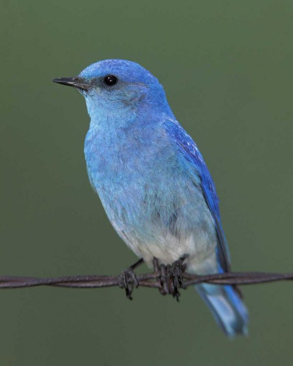 Mountain Bluebird1 Mountain Bluebird1 |