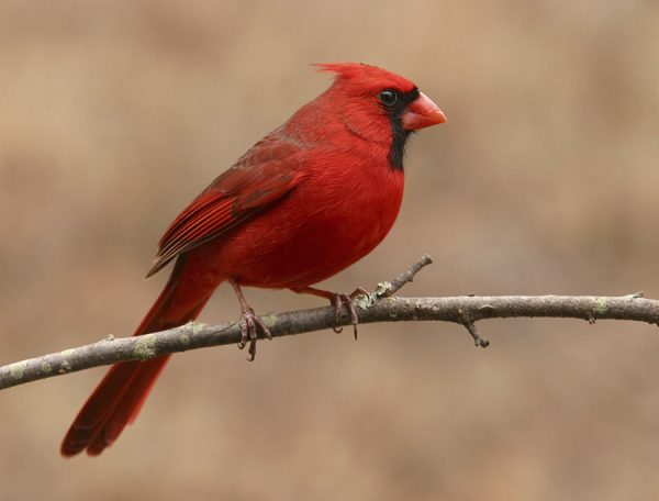 Top 13 Pretty Birds In The World North Cardinal1 | Birds